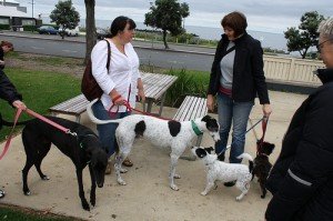 Kaip issirinkti suni