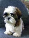 shit-tzu
