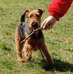 Erdelterjeras su pagaliu