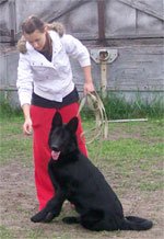 Rytų Vokietijos aviganis