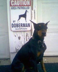 dobermanas
