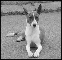 basenji