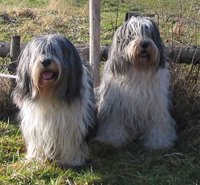 lenku-zemumu-aviganiai