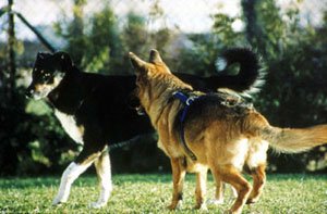 letas-suns-prisiartinimas