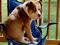 stafordsyro-terjeras-sedi