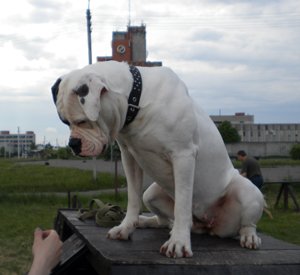 amerikietiskas-buldogas