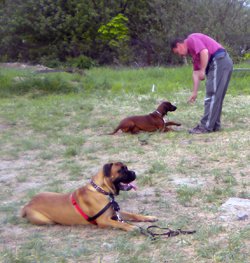 bulmastifas-ir-bavarijos-pedsekys