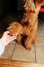 erdelterjeras-duoda-letena