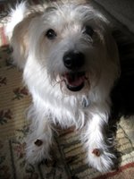 suo-ir-skanestai-ant-letenu