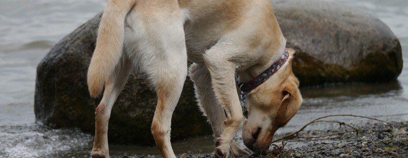 8696684681_bf1c365393_k