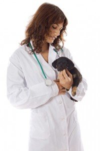 veterinaras