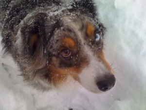 Australijos aviganis