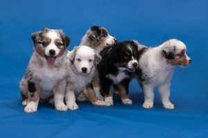 Australų aviganio šuniukai