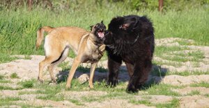Niūfaundlendo ir belgų malinua žaidime nėra dominavimo
