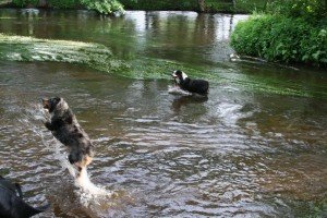 Australų aviganiai vandenyje