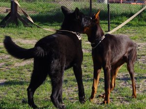 Vokiečių aviganis ir dobermanas
