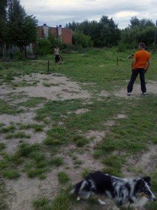 BAT taikomas asmeninėje treniruotėje su vokiečių aviganiu