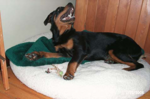 Rotveileris, foto. D. Richardson