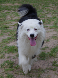 Rumis, Australų aviganis