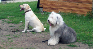 Labradoras ir bobteilas