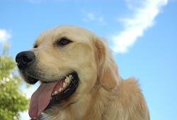 positive-reinforcement-dog-training