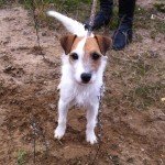 Pastoriaus raselo terjeras