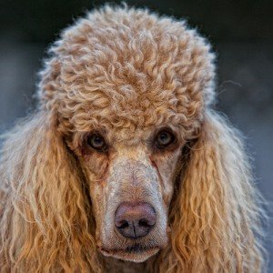 Atsakingas šuns auklėjimas