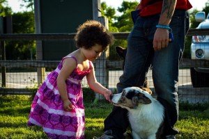 Šunys, mokyti klikeriu, nebijo vaikų