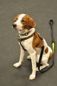 Sunu dresura Giraiteje