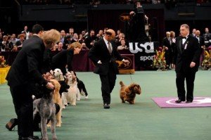 100130_dog_show