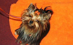 Jorkšyro terjeras. Nuotr. Raimis P.