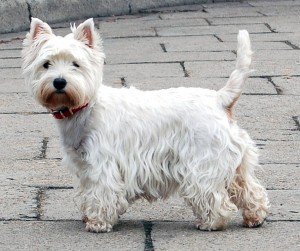 West_Highland_White_Terrier_Krakow