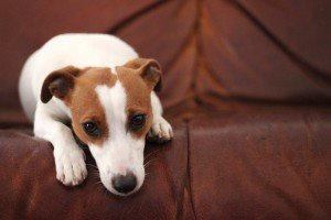 DogSeparationAnxiety