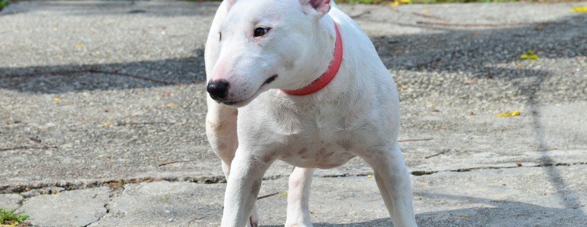 13656666535_f76e26a49c_k