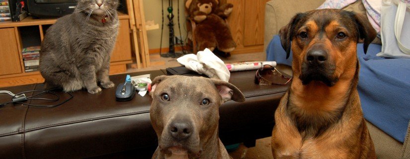 422708225_f423bfced5_b