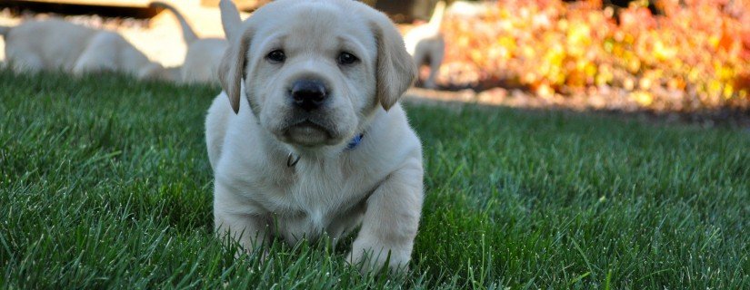 8165496873_9ed835413f_k