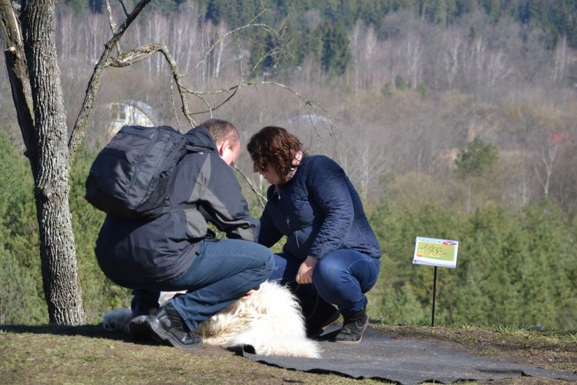 Šeimininkai dominuoja ?