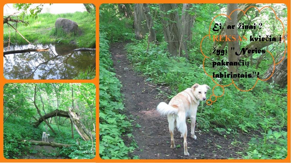 11356178_10205156144648537_908966985_n