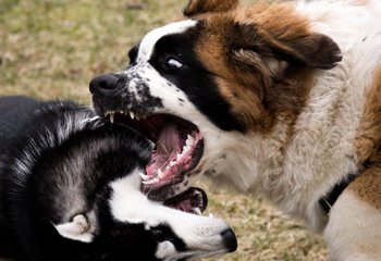 Elgsenos konsultacijos