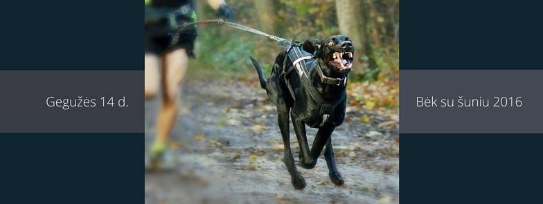 12919807_1232014756850688_2940870286712132310_n